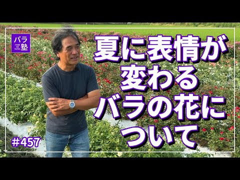 バラの花 透明感がある桜ピンクのバラ - サクラ クリスタル - 2024年新