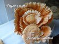 Abmars Expo 2016_Champignons
