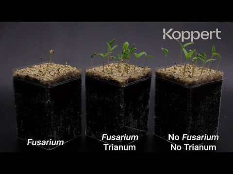 Video: Fusarium-Symptome bei Kürbisgewächsen: Umgang mit Cucurbit Fusarium Welke in Gärten