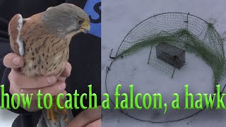 how to catch a falcon, a hawk