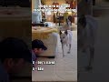 Dogs are scared moment video ranking #ranking #dogs #shorts