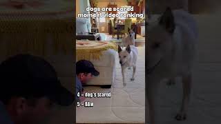 Dogs are scared moment video ranking #ranking #dogs #shorts