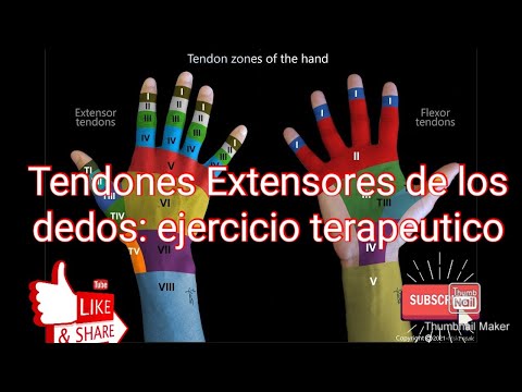 Tendones extensor de