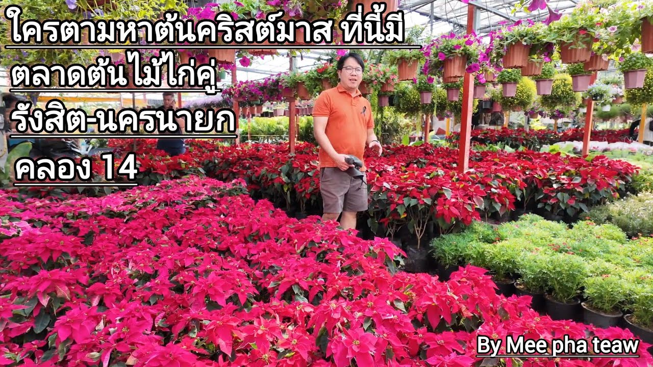 ใครตามหาต้นคริสต์มาส ที่นี้มี ตลาดต้นไม้ไก่คู่ รังสิต-นครนายก คลอง 14 กับ #meephateaw 