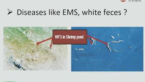 Runeon(Bile acids) on Shrimp health