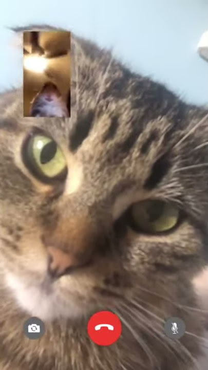 pussy