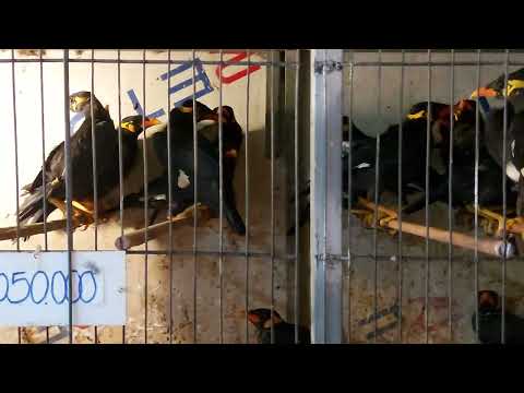 Video Nhồng chuyền gốc Đắk Lắk giá 1.050.000₫ (45 Phạm Văn... - YouTube