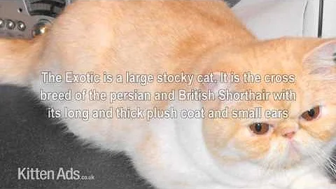 Watch the video about Kittenads breed guide to Exotic Cat