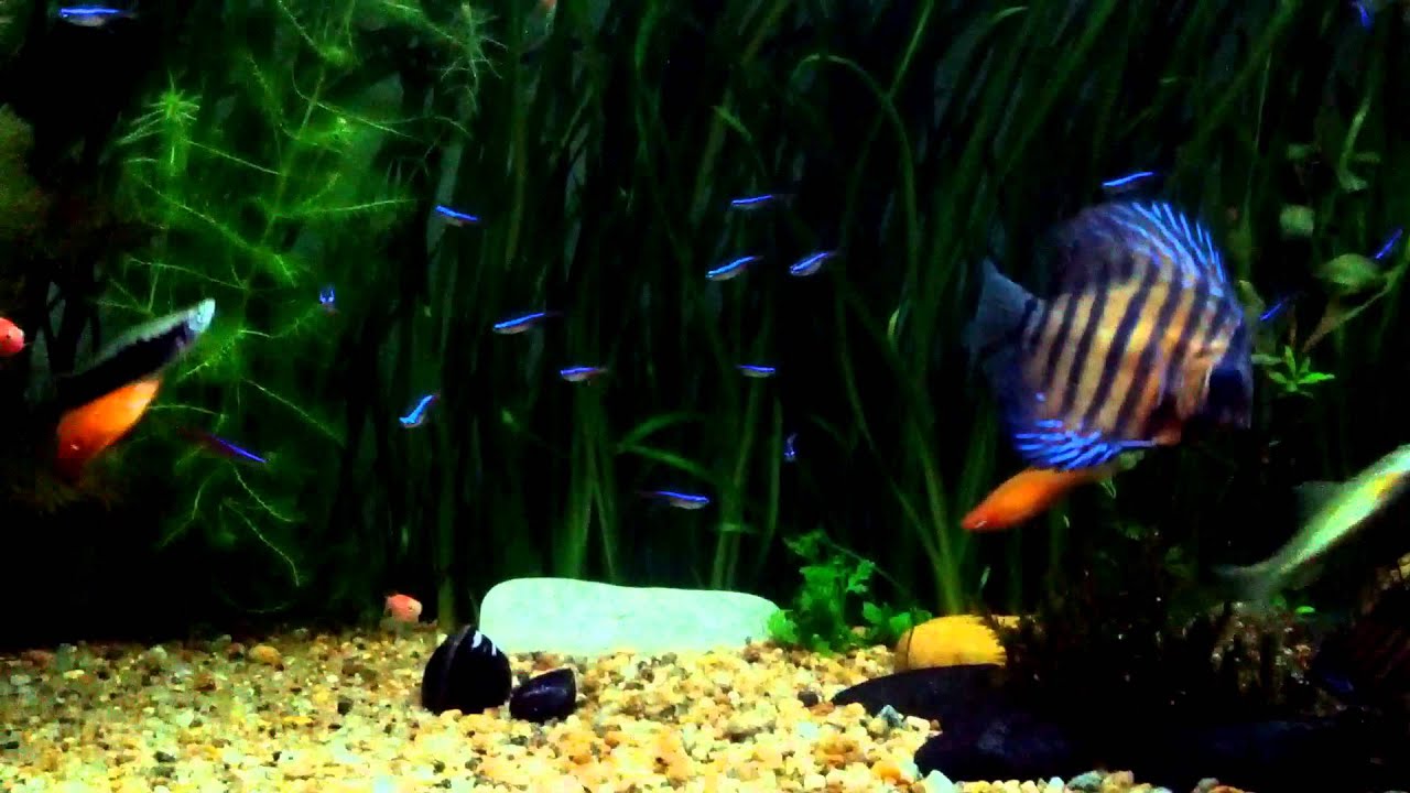 Natural Aquarium Kerala Part 1 YouTube