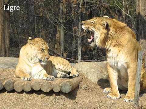 El felino más grande del mundo: Ligre