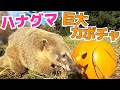 【検証】かぼちゃの中にフルーツ入れて与えてみたらまさかの食べ方をするハナグマが賢かった・・！I gave a pumpkin to a coati