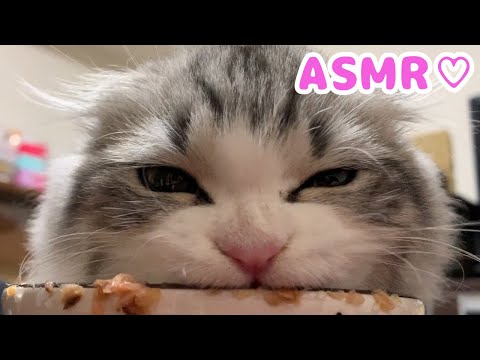 【ASMR】子猫の咀嚼音まとめ(カリカリ、ミルク、ウェットフード) 一生懸命ご飯を食べる姿に癒される…♪【音フェチ必見】