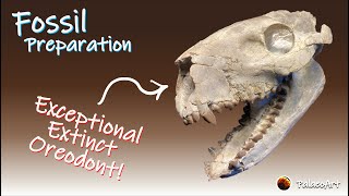 Fossil Preparation - Exceptional Extinct Oreodont Merycoidodon (30 million years old) Time Lapse