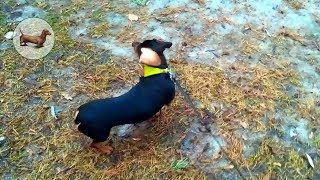 🐶 Такса ➠ Проблемы наших собак! Закапали таксе глазки При выгуле около дома убираем за таксами :)) 🐶 Такса ➠ Проблемы наших собак! Закапали таксе глазки При выгуле около дома убираем за таксами :))