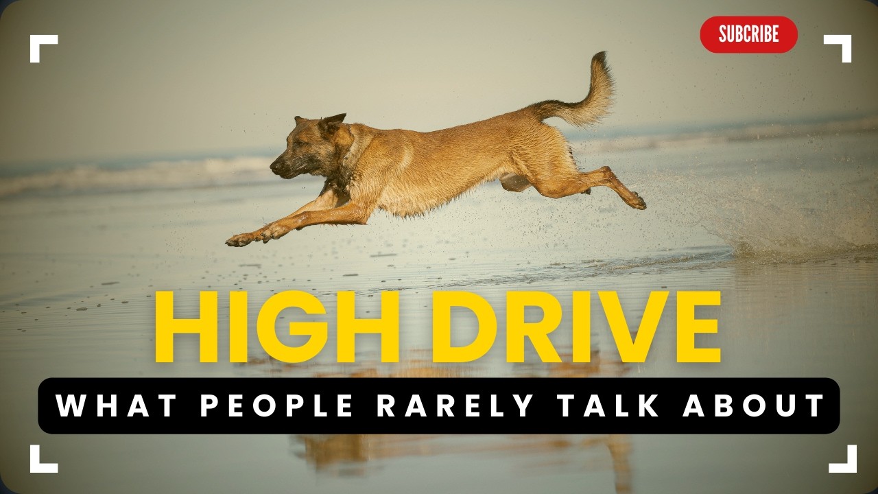 Are High Drive Dogs Easy To Train? | Watch This Before Getting One