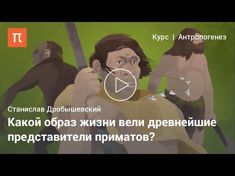 Становление специфики приматов — Станислав Дробышевский