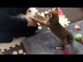 柴犬（豆柴）｜びびりのみかんと仲良くなる方法