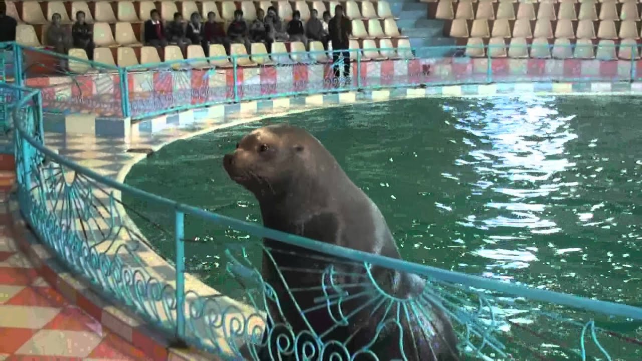 مدارس نخبة الأجيال بالجبيل   رحلة الى قرية الدولفين 5