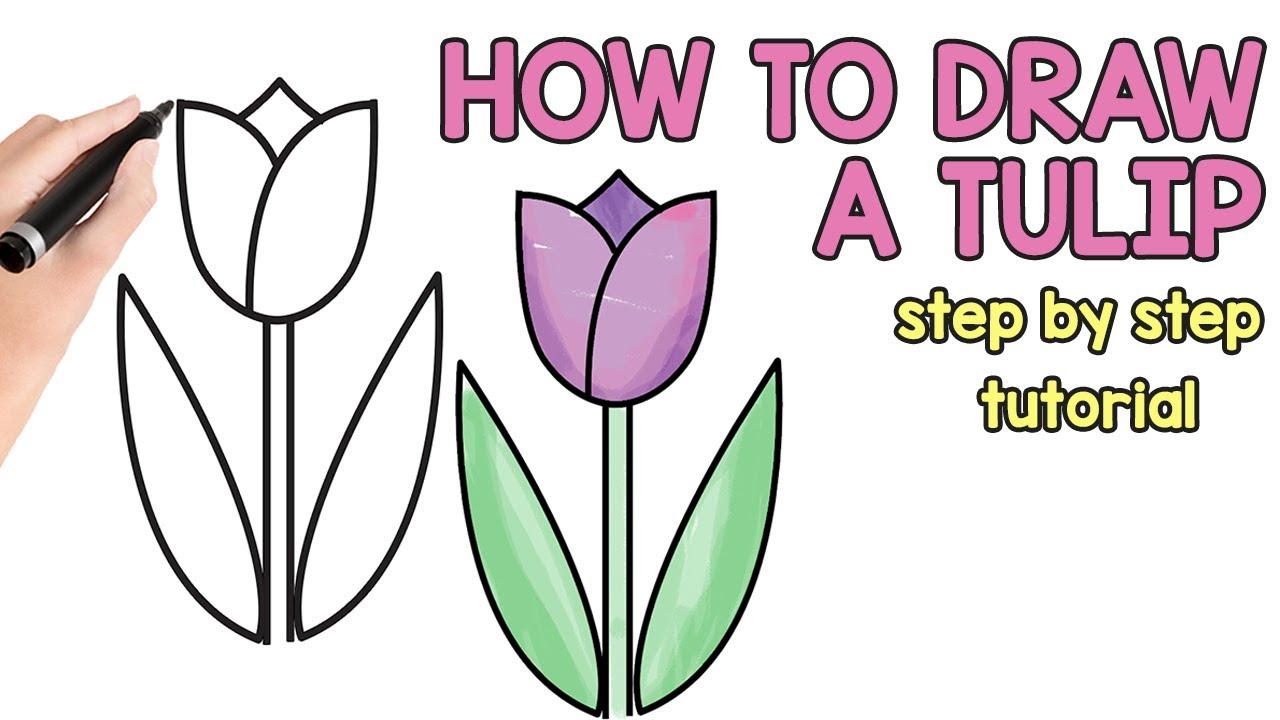 How To Draw A Tulip Step By Step