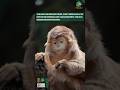 The Mystery Behind the Golden-Haired Ebony Langur : What are They Hiding ? #naturedocumentary #rare
