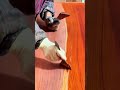 coating a large flat wooden table surface using a clear glossy liquid varnish and a rubber scraper