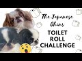 The Japanese Chin Funny Dog Toilet Roll Challenge の動画、YouTube動画。