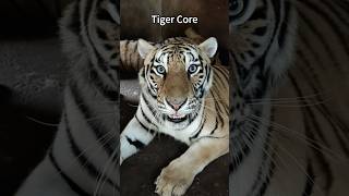 Tiger Core #tiktok #zoo #tiger #tiger #cute #tigerpark #phuket#tiger #run #amazing#tigercub #tiger