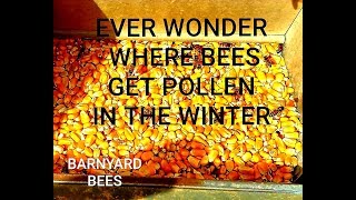 Ever Wonder Where Bees Find Pollen In Winter? Here's Where.