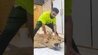 Lion cub eating his father ear😭#ytshorts #petlover #shorts #sad #crying #youtubeshorts #india #yt