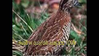 Suab W Quaj Dib Tuaj Zoo Heev 2021