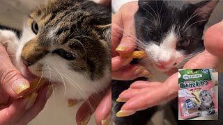 【初挑戦】猫たちに歯みがきおやつをあげてみた！