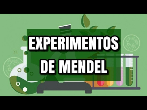 Genética: Experimentos de Mendel