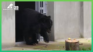 Caged As A Cub, Bear Steps Outside For First Time In 20 Years | Animals Asia