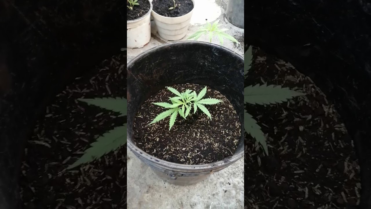 Plantas de canavi Para un mejor cresimiento cambiar las de materas