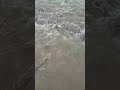 Incredible ammassamento di Cefali in una Lanca del fiume #Shorts by Catfishing World