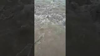 Incredible ammassamento di Cefali in una Lanca del fiume #Shorts by Catfishing World