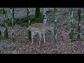 Nafarroako Fauna Navarra Adarzabala gamo (Dama dama)  fototrampeo trailcam