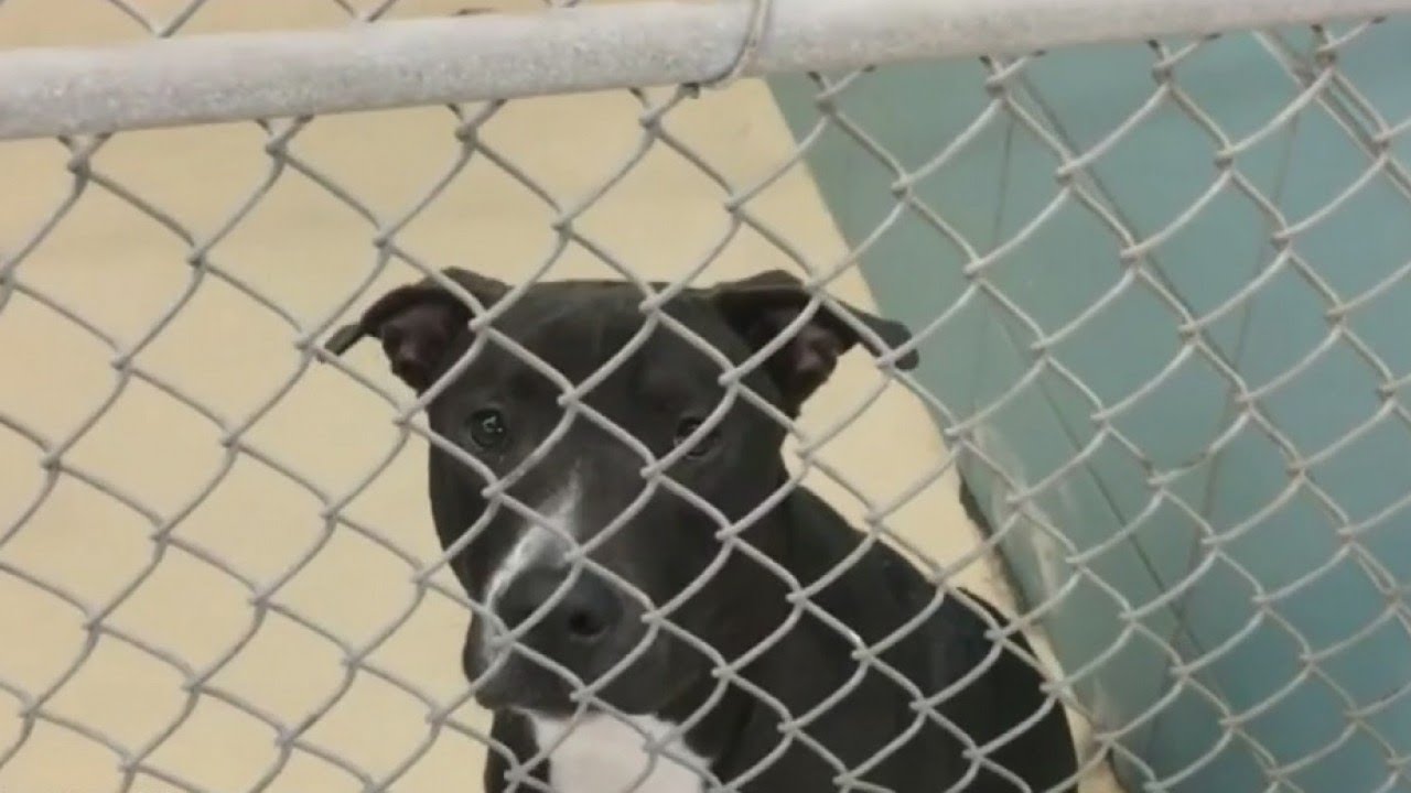 Hillsborough County Animal Shelter Picks And Chooses Who Will Get hillsborough-county-animal-shelter-picks-and-chooses-who-will-get