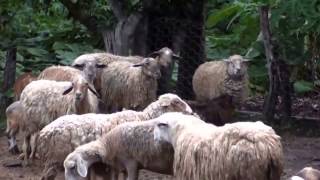 Animals Mating Animals Funny Breeding Sheep Mating