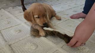 Flashback Friday: baby Maisie with her squirrel toy by John Clavis 336 views 8 months ago 29 seconds