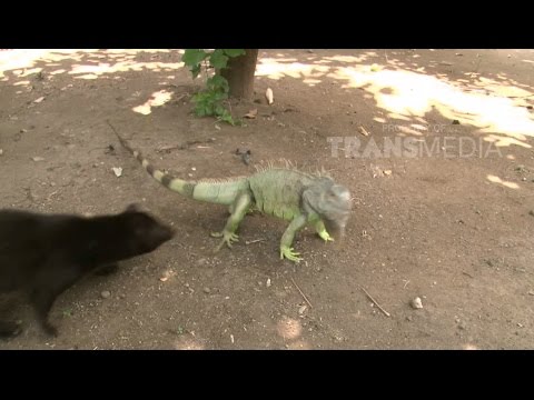 DUNIA BINATANG  REPTIL  KECIL  PELIHARAANKU 3 3 YouTube