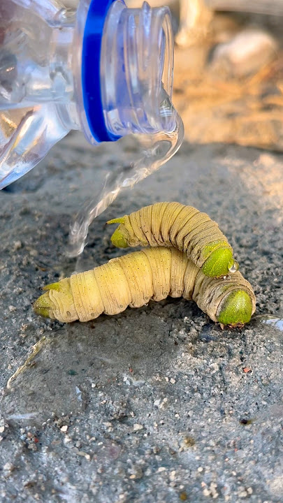 My Cute Pet Caterpillars Sleeping 😴🐛 | Adorable Nature Moment!” #trending #shortfeed