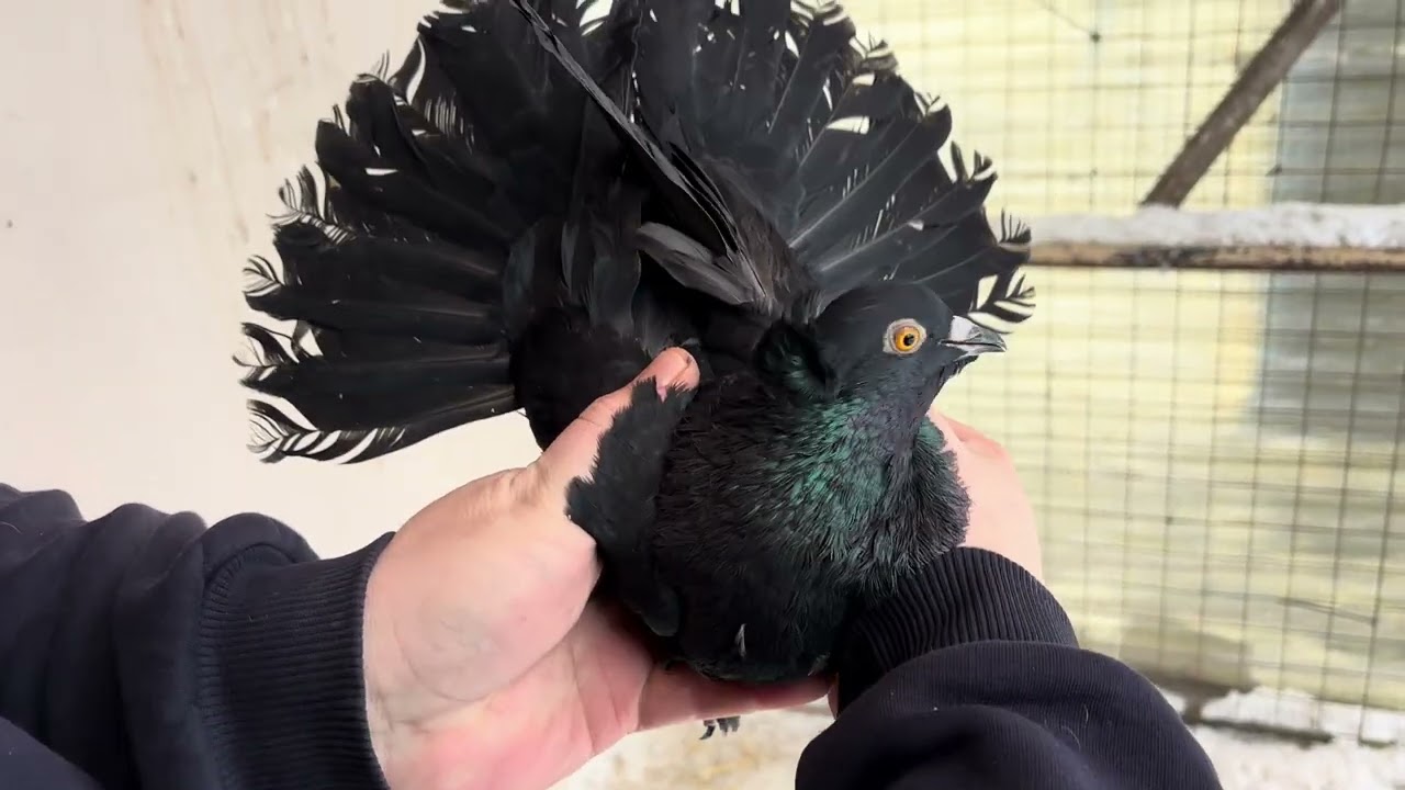 Кримаки яких залишив на виводний сезон та трохи інших голубів