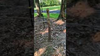 Deer fence - Critterfence - part 1