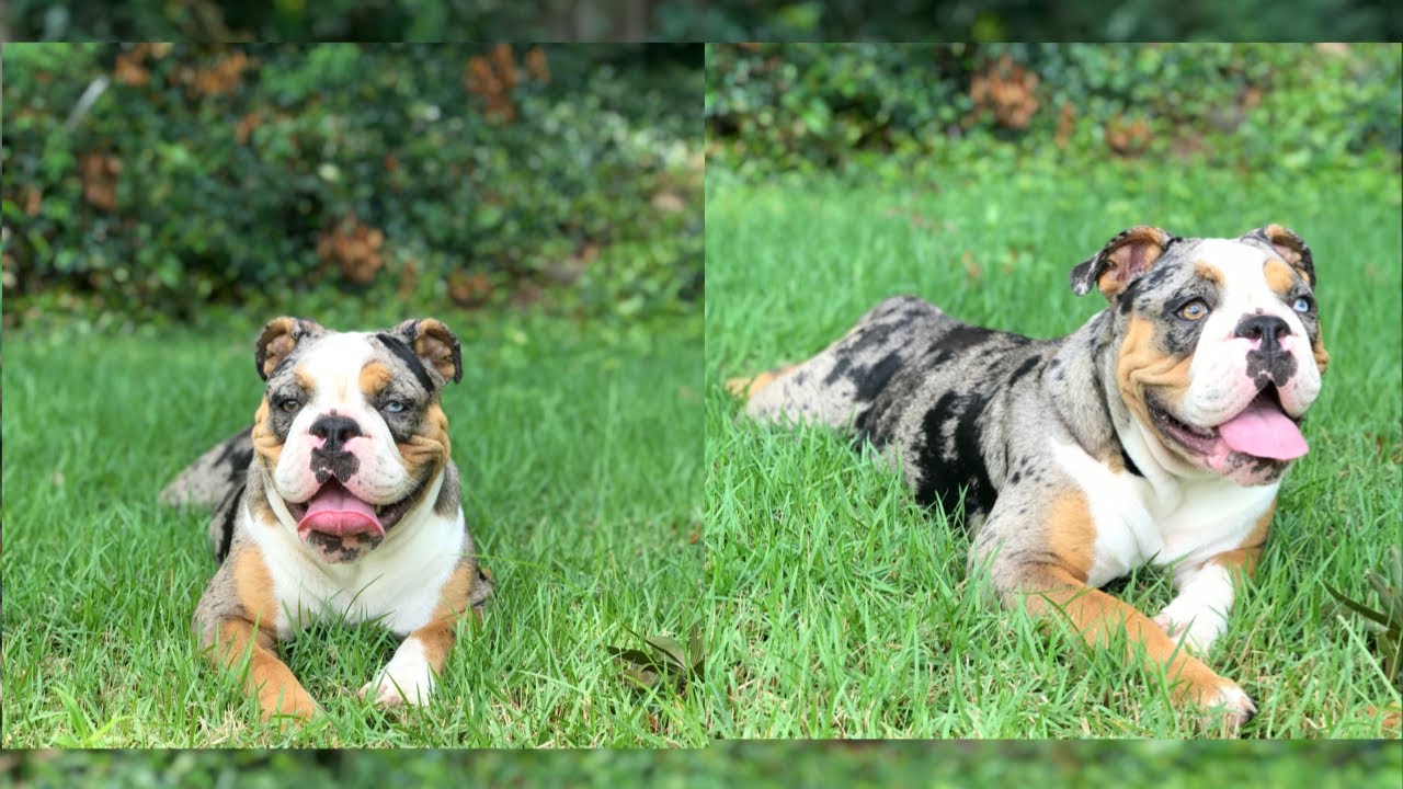 7 MONTHS OLD OLDE ENGLISH BULLDOG POSING FOR THE CAMERA WATCH TIL THE