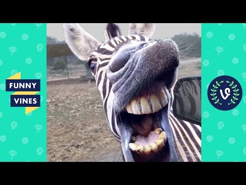 try-not-to-laugh---bad-day??-watch-these-funny-animals!