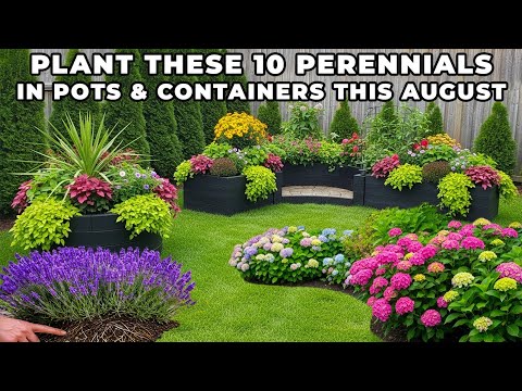 Plant These 10 Perennials in Pots & Containers This August — They’ll Bloom All Fall!