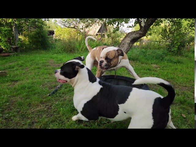 АМЕРИКАНСКИЙ БУЛЬДОГДЕЛЬЦИД ОТ КЛЕЩЕЙЧЕШЕМ СОБАК.AMERICAN BULLDOG  DELTSID FROM MITESSCALE DOGS
