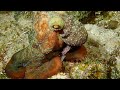 💙 Caribbean Reef Octopus hunting