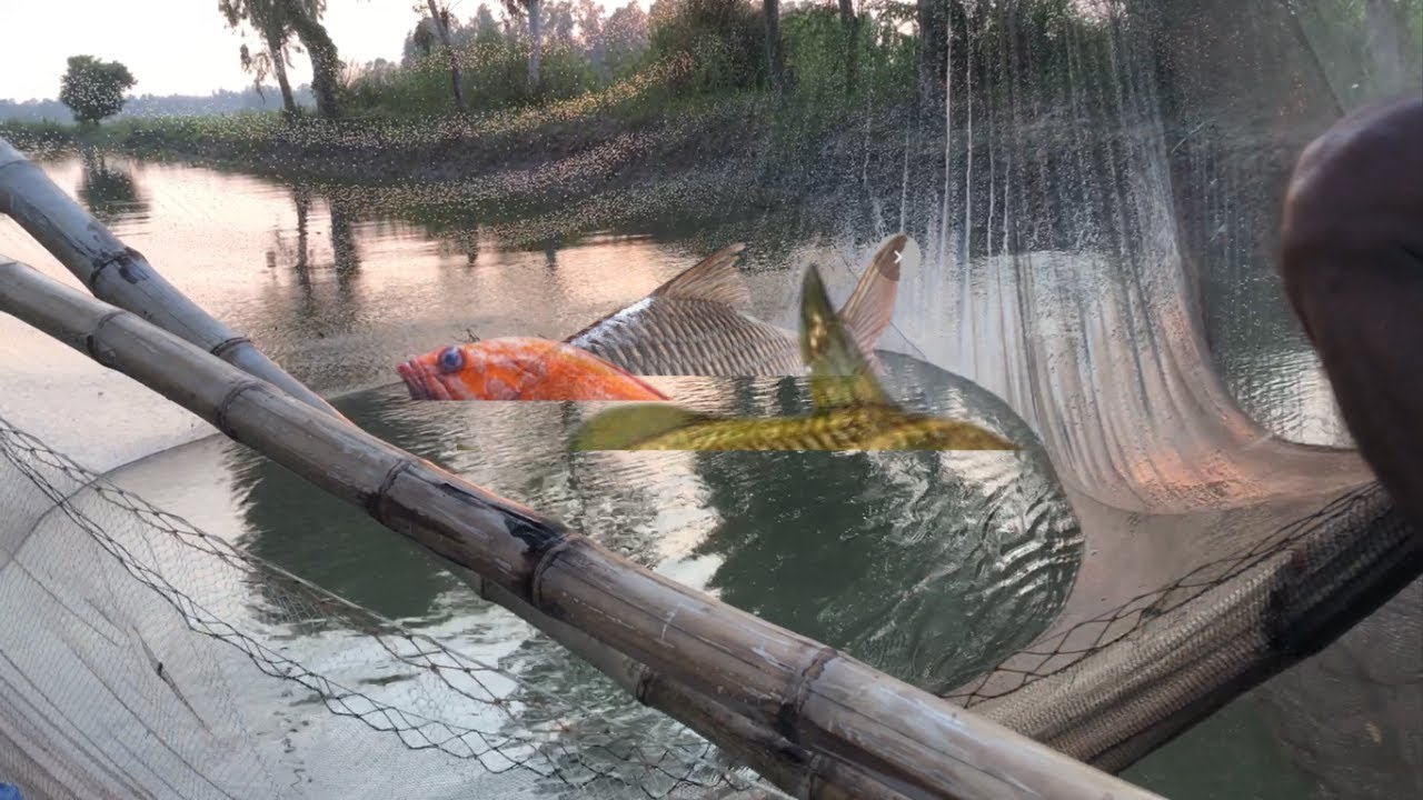 Incredible Fishing ☑️😗 fish Fisher Man Catch With BiG Rohu FishBiG